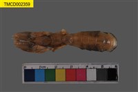 藏品(大指泥蝦)的圖片